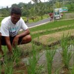 I Wayan Semara Jaya di lahan sawah miliknya, areal Subak Jatiluwih, Desa Jatiluwih, Kecamatan Penebel. (Istimewa)