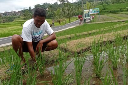 I Wayan Semara Jaya di lahan sawah miliknya, areal Subak Jatiluwih, Desa Jatiluwih, Kecamatan Penebel. (Istimewa)