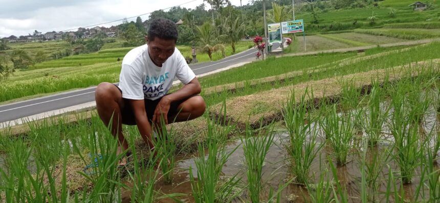 I Wayan Semara Jaya di lahan sawah miliknya, areal Subak Jatiluwih, Desa Jatiluwih, Kecamatan Penebel. (Istimewa)